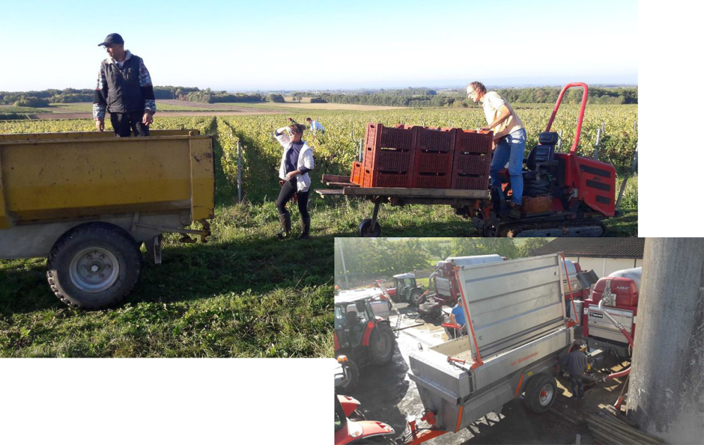 Travaux manuels de la vigne