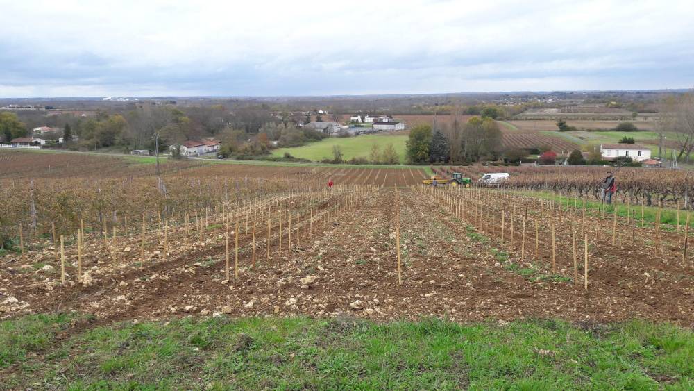 Plantation manuelle de vigne avec repérage laser
