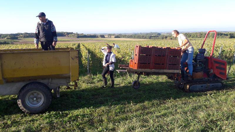 Travaux manuels de la vigne