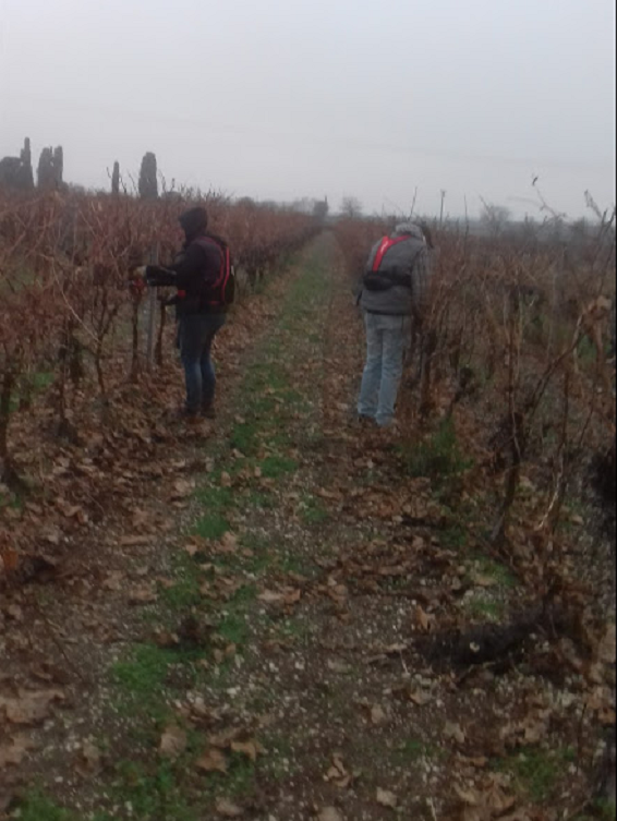 Travaux viticoles et agricoles