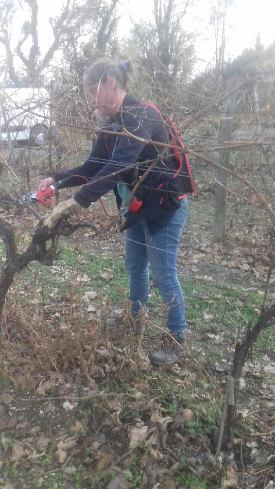 Taille, relevage et plantation de vignes