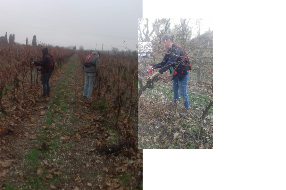 Travaux manuels de la vigne